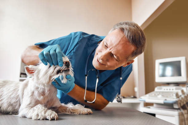 Best Dentist for Tooth Abscess  in Avon, OH